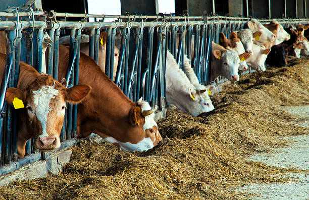 Top 8 Animal Cattle Feed Suppliers in Vietnam in Year 2025