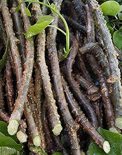 Ayurvedic Ingredients