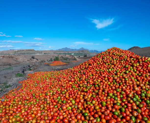 Top 10 Tomato Suppliers in Canada in Year 2025: A Data-Driven Market Guide