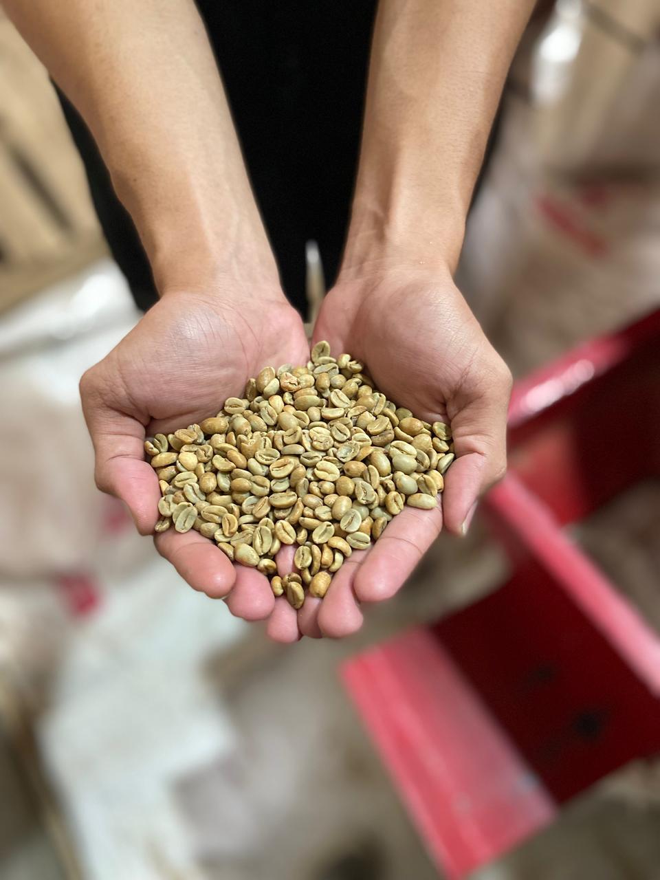 Robusta Green Beans Grade 1