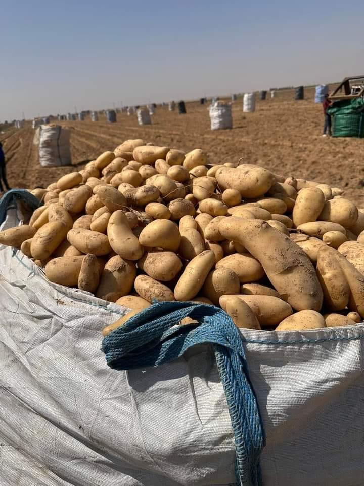Potato Image 4