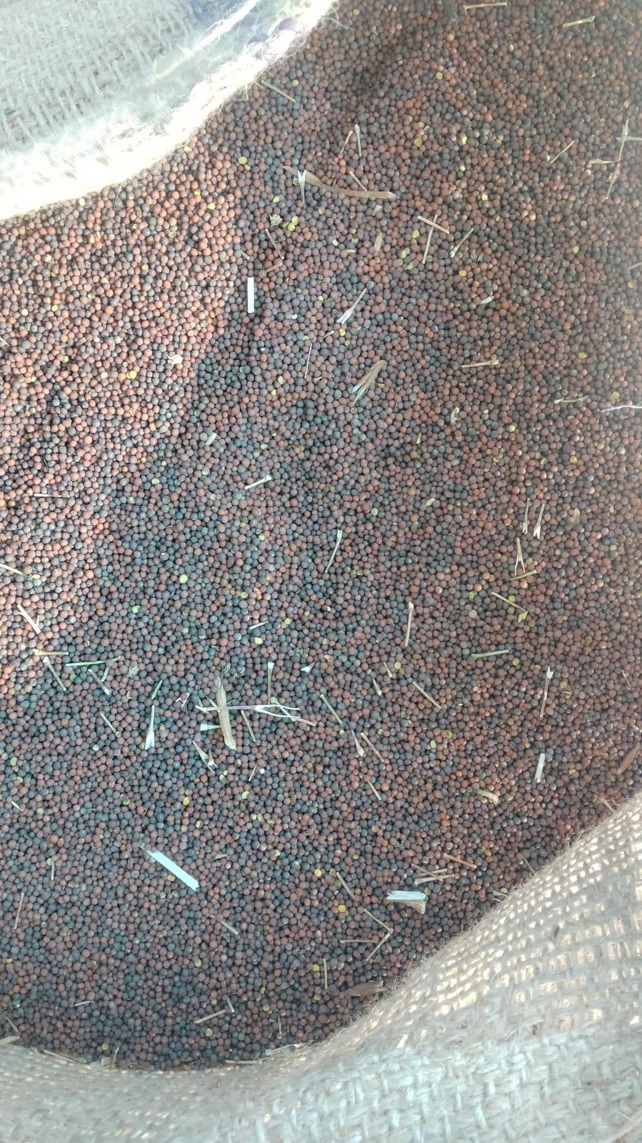 Premium Mustard Seeds