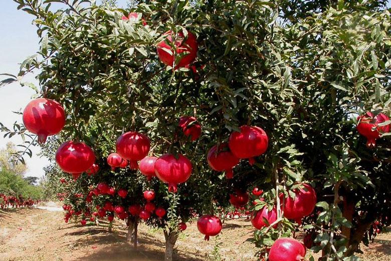 Fresh Pomegranate Image