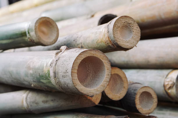 Top 10 Bamboo Suppliers in Italy in Quarter 3 of 2025