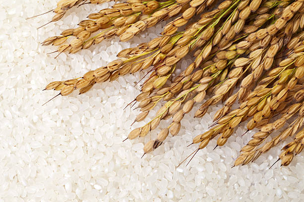 Top 6 Rice Suppliers in China in Week 18 of 2025: A Data-Driven Look at China’s Rice Export Market