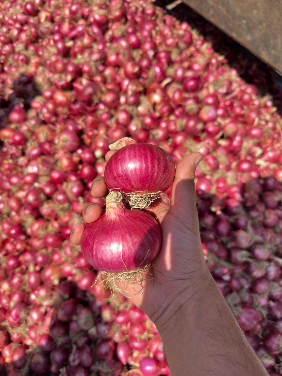 Meet the top 4 Fresh Onion suppliers in India - 3
