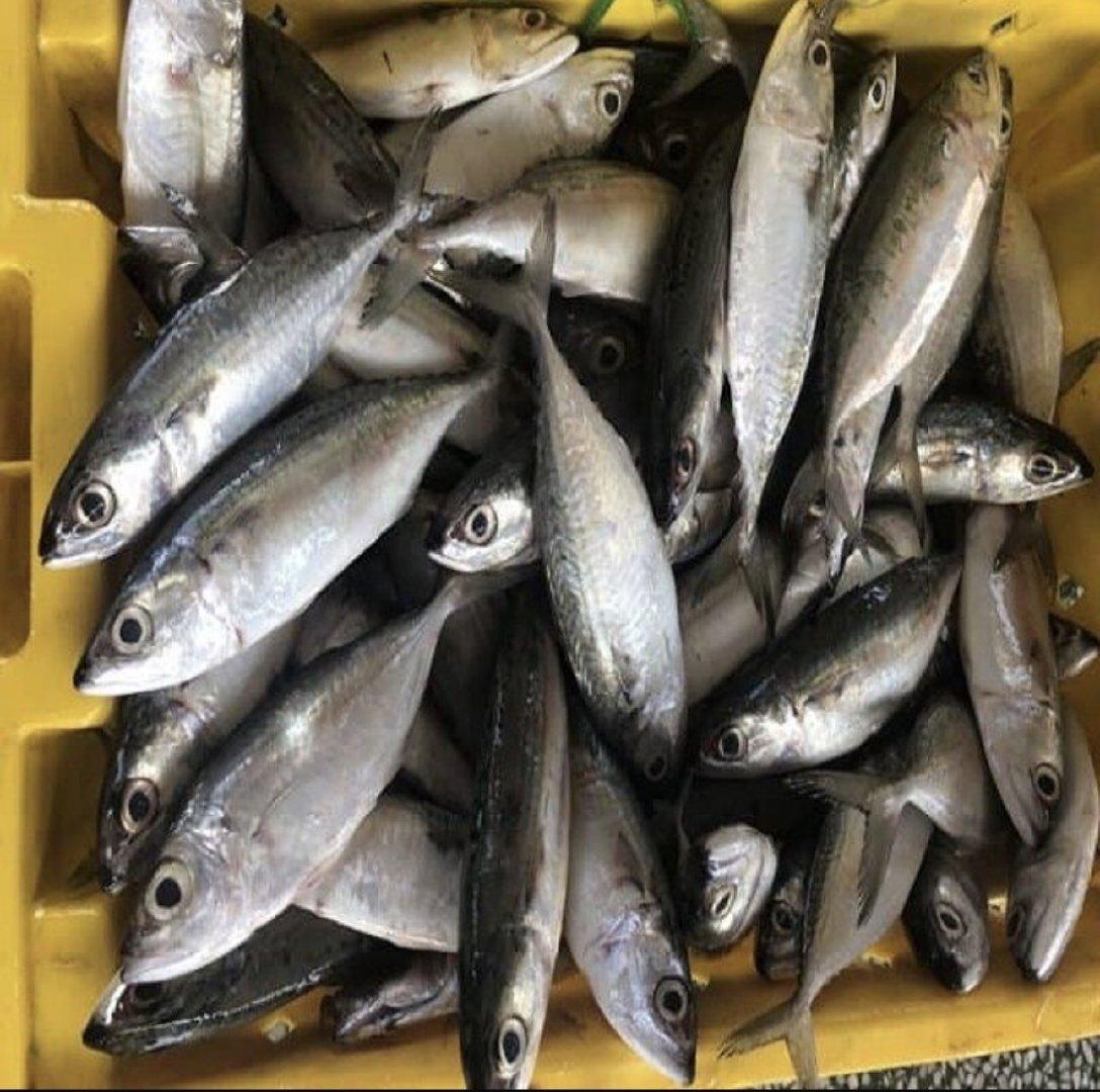 Frozen Horse Mackerel & Sardine Fish for Export