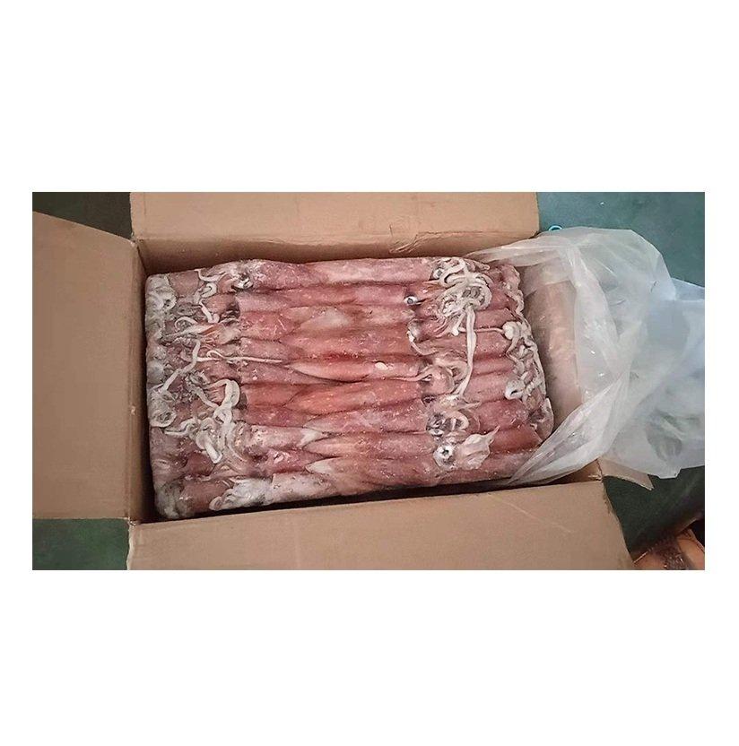 Premium Quality Frozen Whole Loligo Squid Bulk Stock At Wholesale Cheap Price