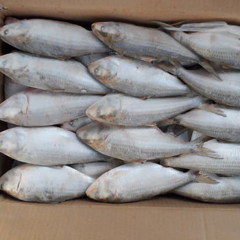 Frozen Hilsa Fish/Dotted Gizzard Shad/ Scad/bonito Cheap Price