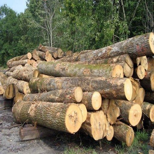 Wholesale Custom Teak Wood Logs Pine and Red hard wood/Hot Sales eucalyptus wood log with cheap price for World market