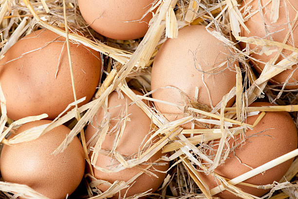 Your Expert Guide to Procuring Top-Tier Chicken Eggs: Top 8 Chicken Eggs Suppliers in India in Year 2025