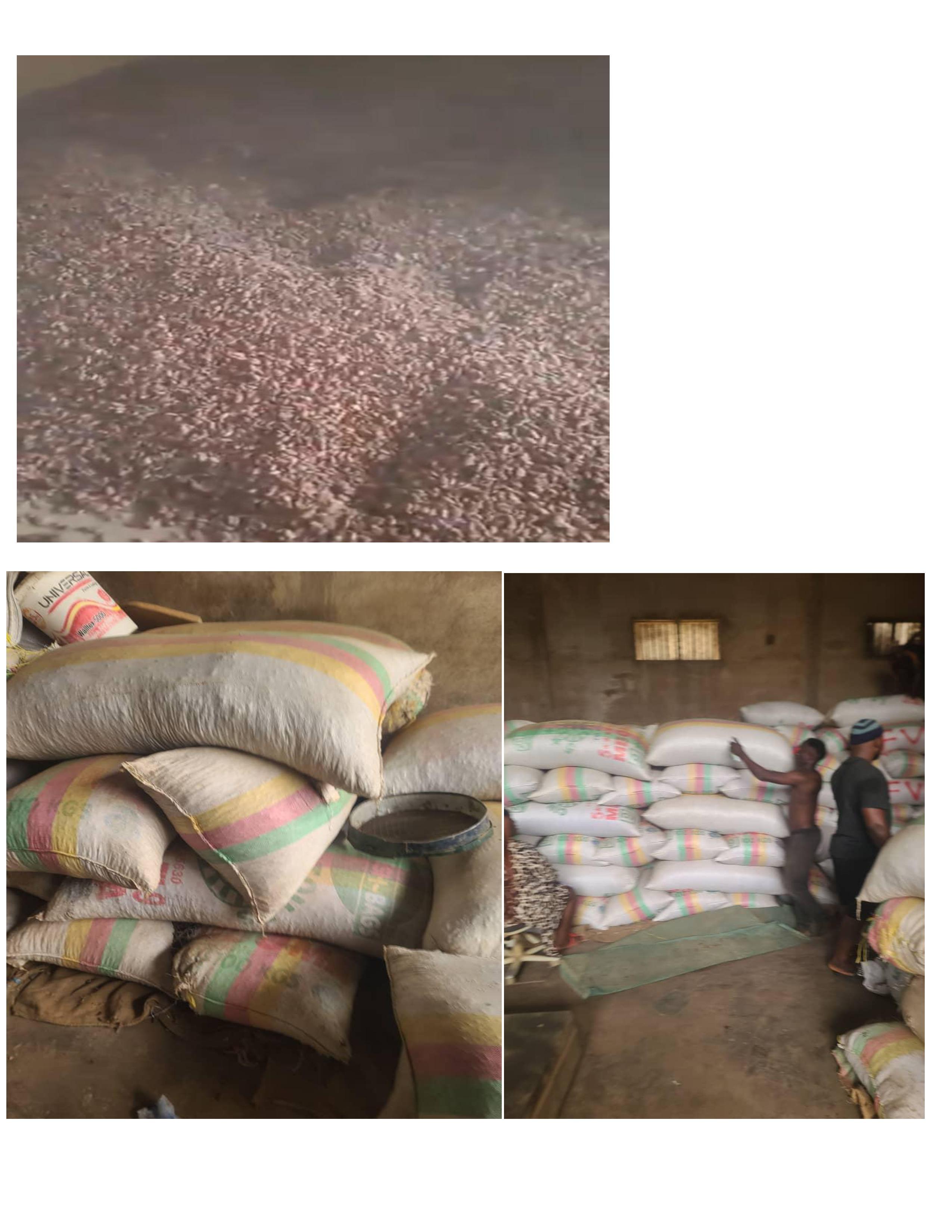 Cocoa Beans Image 3