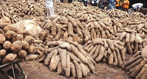 FRESH GRADE A YAM SOURCING AGENT 