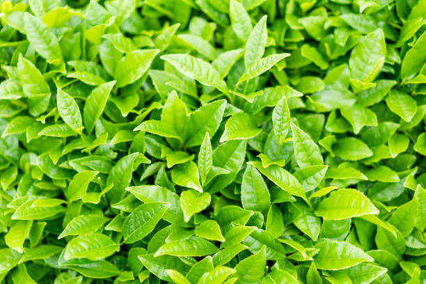 Top 5 Green Tea Suppliers in Vietnam in Quarter 3 of 2025: Market Trends, Key Players & Strategic Insights
