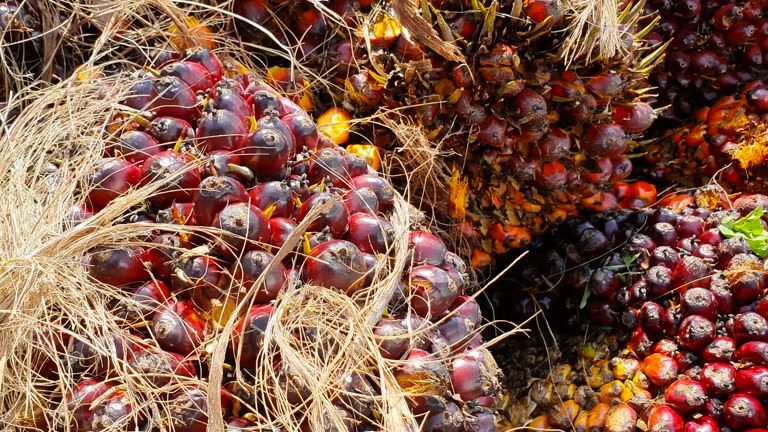 A Comprehensive Guide to Sourcing High-Quality Palm Oil: Top 8 Palm Oil Suppliers in Thailand in Year 2025