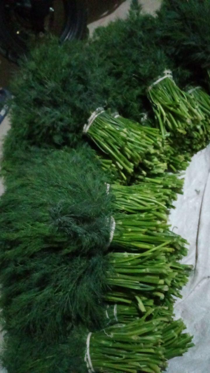 Fresh Parsley Export