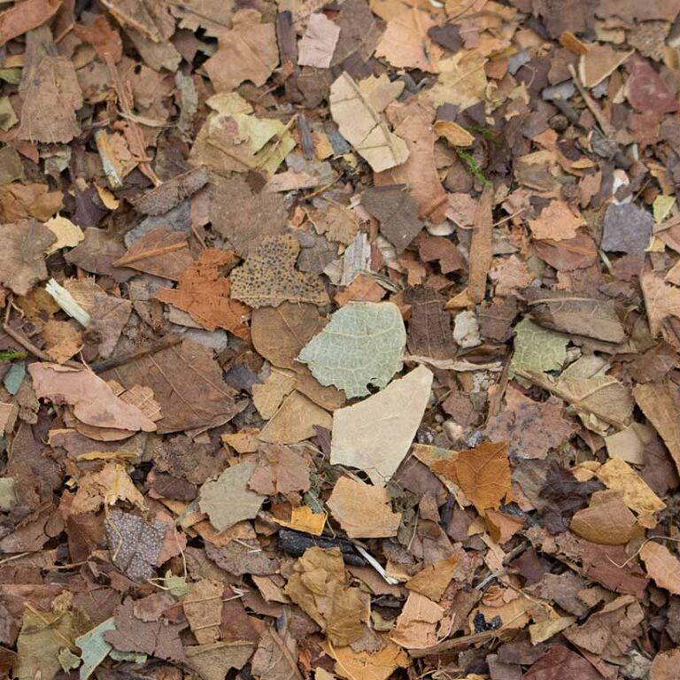 Dried Leaf Brick - Compressed leafes for Terrarium use Texture Dried Leaves Chemical Additives None Intended Use Animal Terrariums