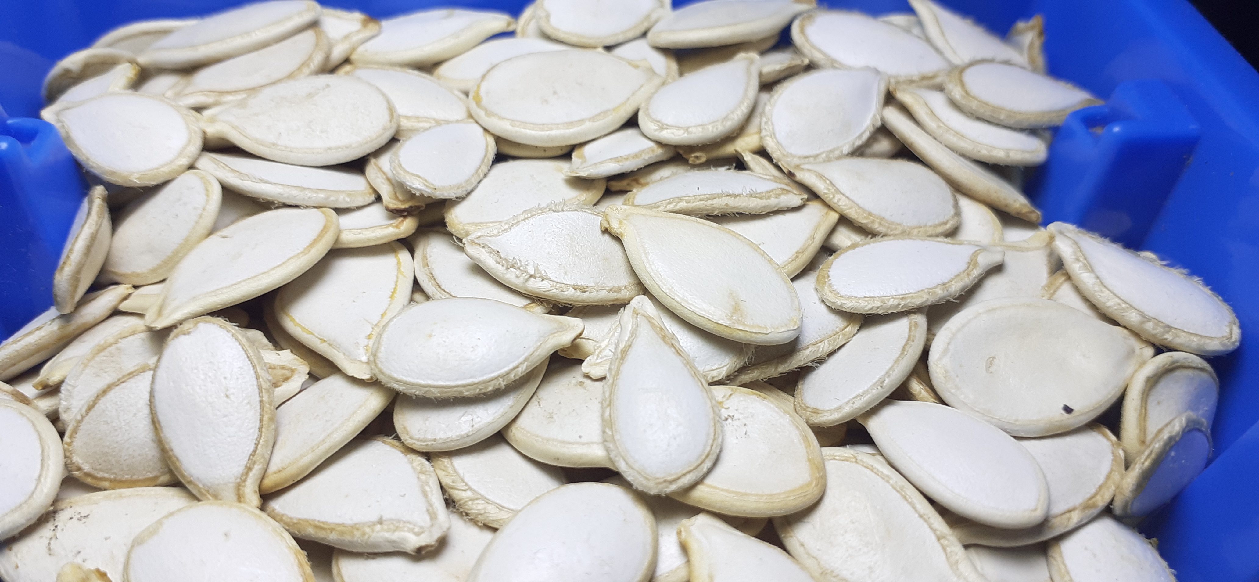 Pumpkin Seed