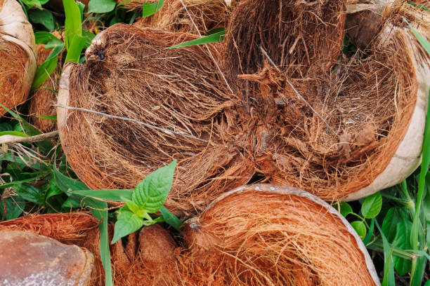 Top 3 Coconut By Products Suppliers in Ukraine in Year 2025