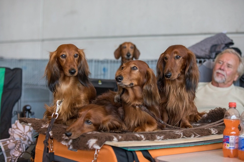 Discover INTERNATIONALE RASSEHUNDEAUSSTELLUNG: B2B Event Guide - 3