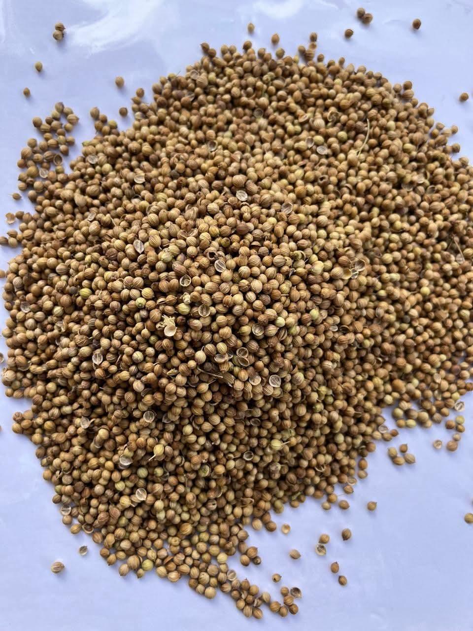 Sudanese Sesame Seeds