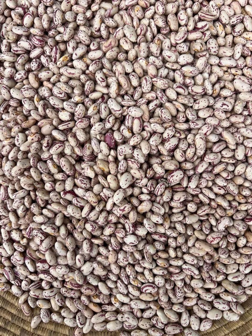 Light Speckled Kidney Beans
