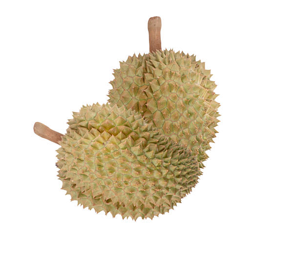 A Comprehensive Guide to Sourcing High-Quality Durian: Top 6 Durian Suppliers in Netherlands in Quarter 3 of 2025