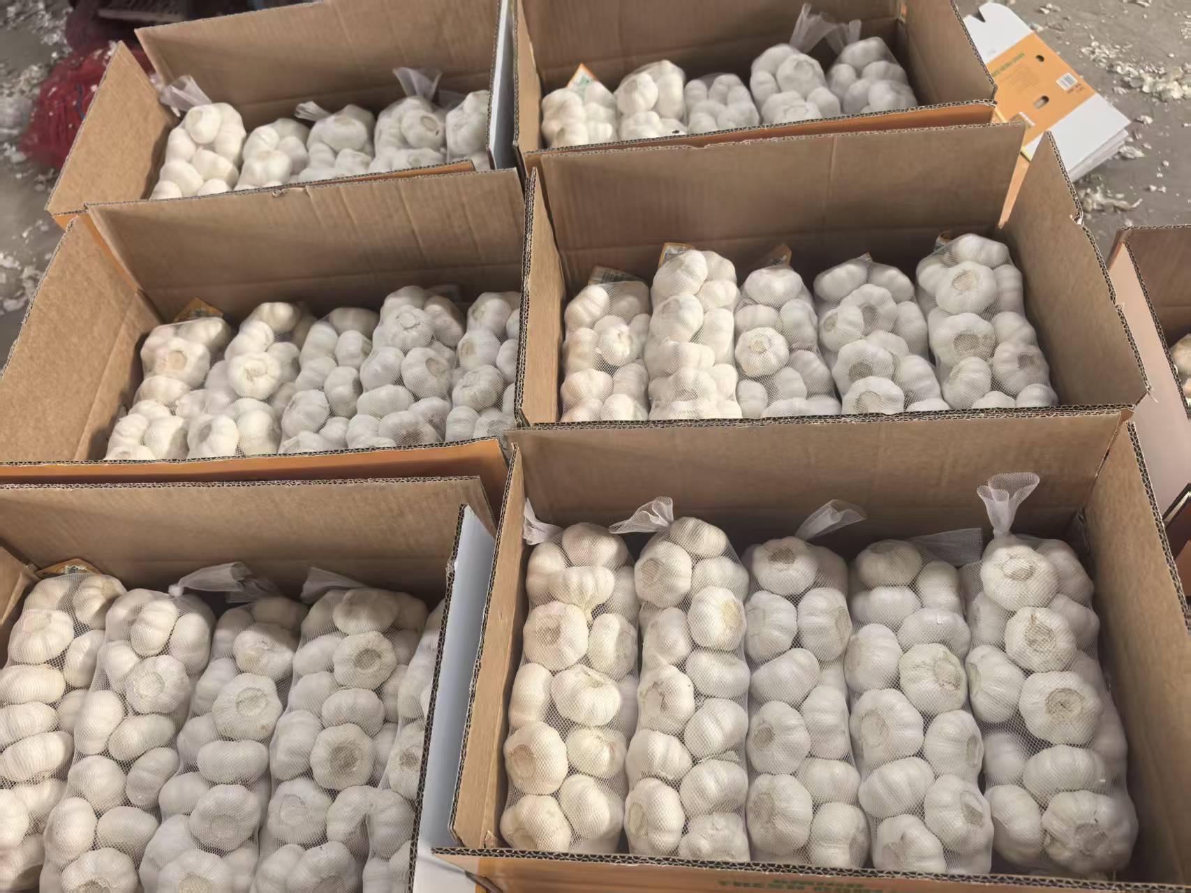 Premium Chinese Fresh White Garlic, Competitive Wholesale Price Direct from Origin