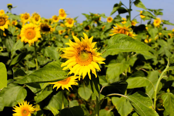 Top 8 Sunflower Suppliers in Brazil in Quarter 3 of 2025