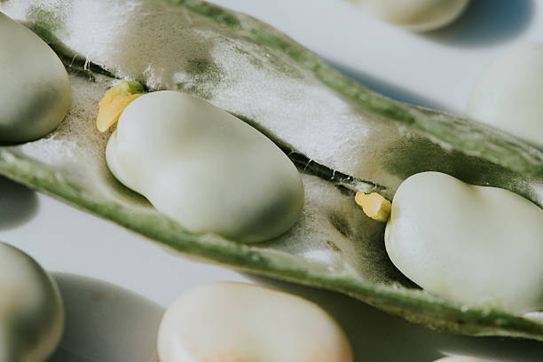 Top 3 Bean Suppliers in South Africa in Year 2025: Urgent Market Update Amid Policy Shifts & Supply Chain Moves