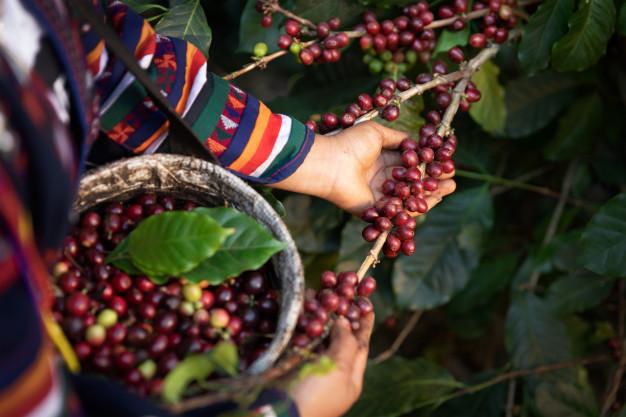 Toraja Green Coffee Crop