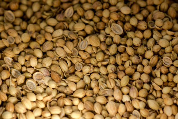 Top 5 Coriander Seeds Suppliers in South Africa in May 2025: Market Update & Strategic Guide