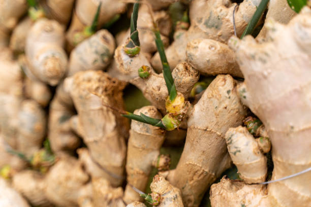 Top 10 Ginger Suppliers in Spain in Quarter 3 of 2025
