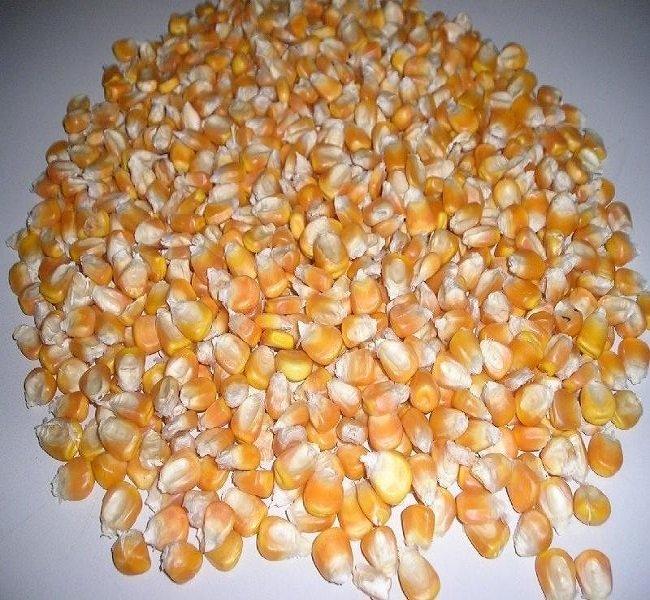 Discover the Top 5 Corn Suppliers in South Africa - 2