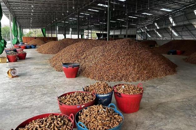 We offer premium Tamarind from Tanzania Origin tanzania Product Type Baby Food, Confectionery Features Gluten-Free, Lactose-Free, Organic, Vegan