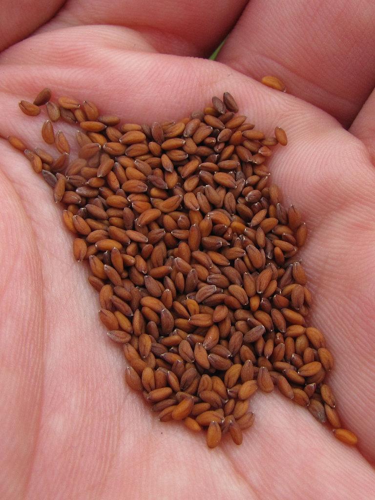 Garden Cress Seeds Photo 1