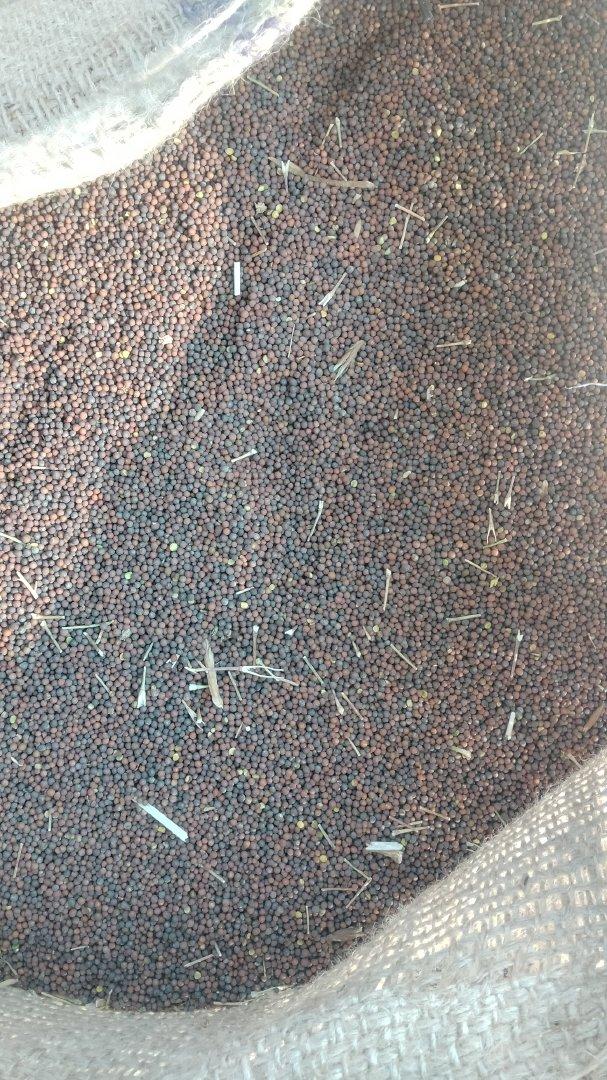 Premium Mustard Seeds