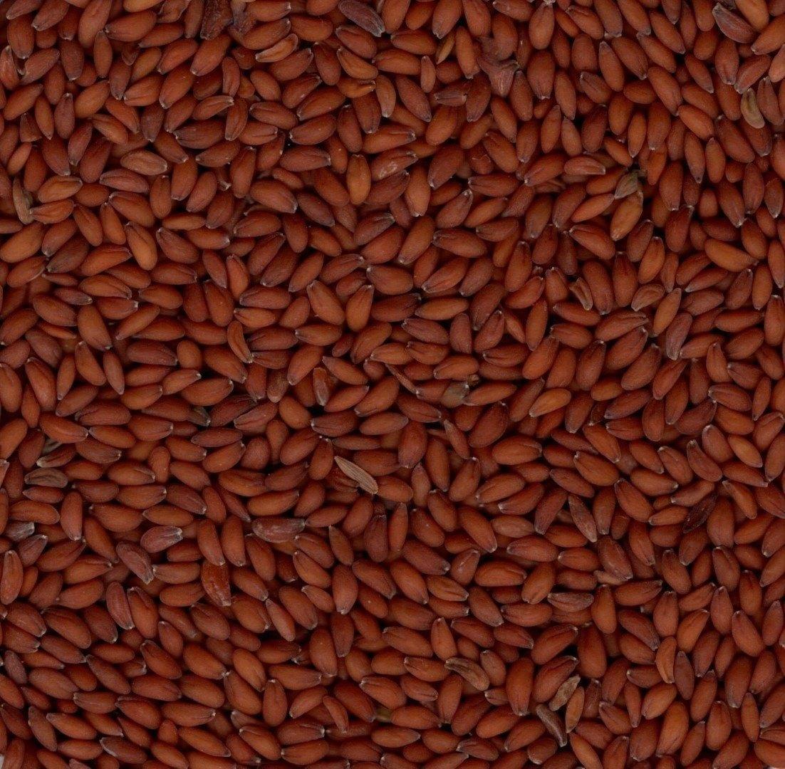 Garden Cress Seeds Photo 2