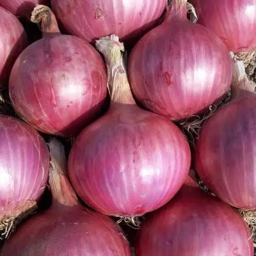 High Quality Fresh Red Onion | Organic Fresh Red Onion | Natural Fresh Red Onion Exporter