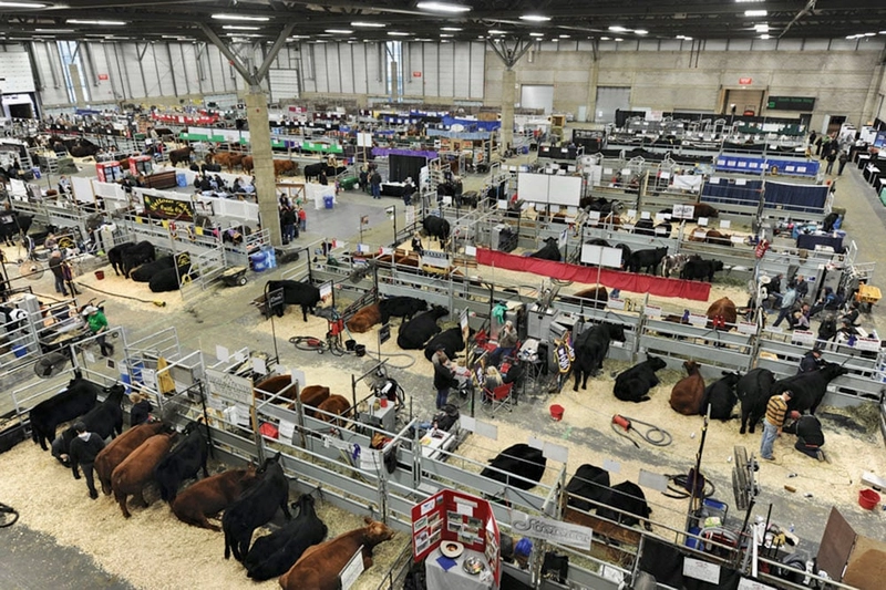 Farmfair International Revealed: B2B Opportunity - 1