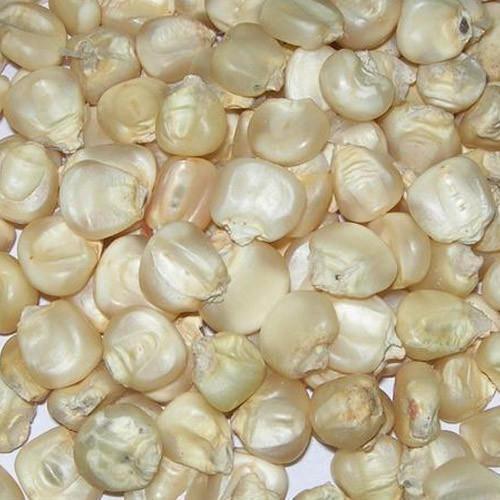 Maize Grains