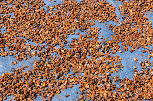 Top 9 Cocoa Beans Suppliers in Ukraine in August 2025