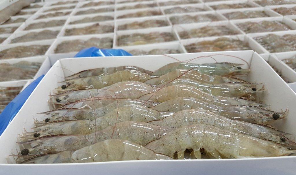 Frozen Head-On Shell-On Vannamei Shrimp, Raw Frozen Seafood, Premium Quality Shrimp for Wholesale, Bulk Supply, Seafood 