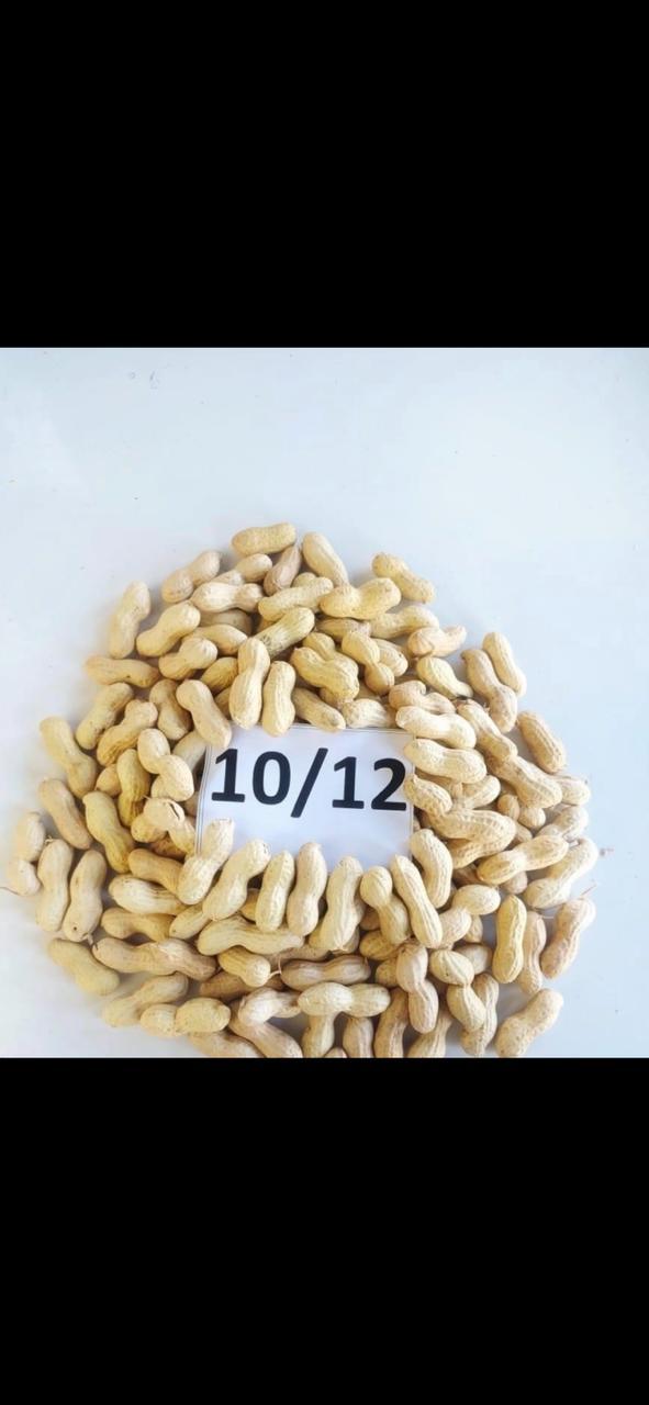Peanuts in shell or blanched