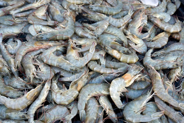 A Comprehensive Guide to Sourcing High-Quality Shrimp: Top 3 Shrimp Suppliers in United States in Quarter 3 of 2025
