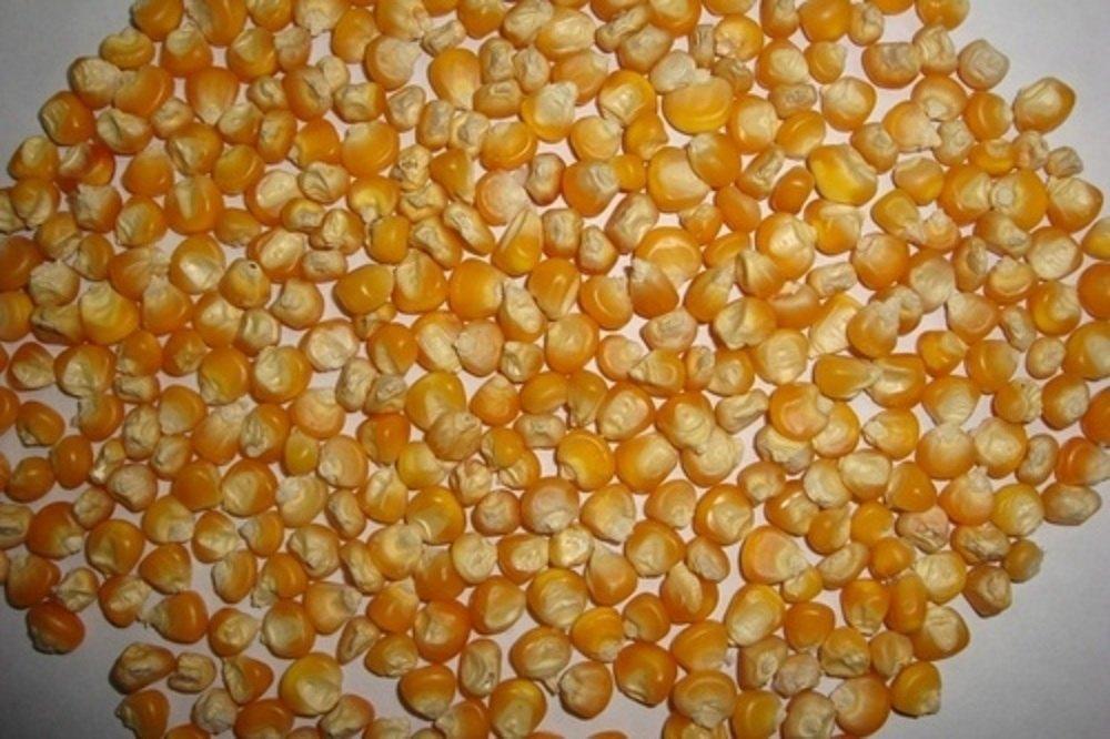 Maize (Corn)