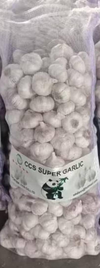 Garlic export