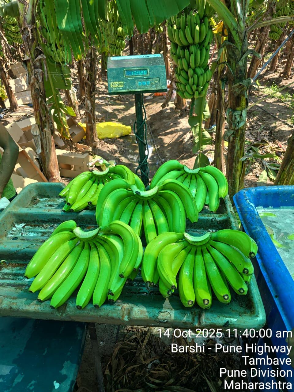 G9 Cavendish Banana Image 1