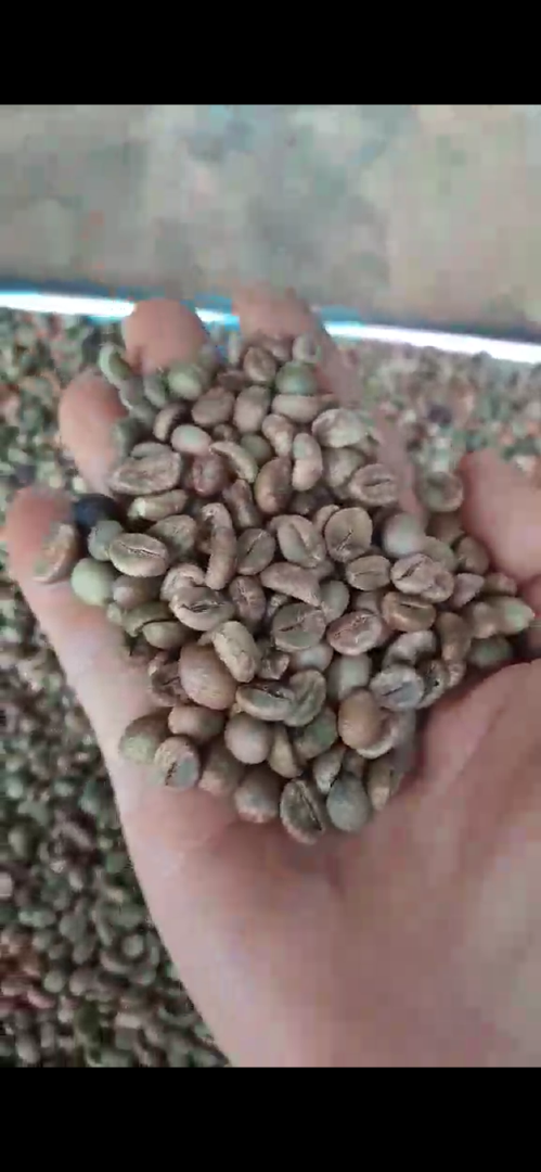 Robusta Coffee grade one screen 16 or 18, clean or wet polished from Vietnam