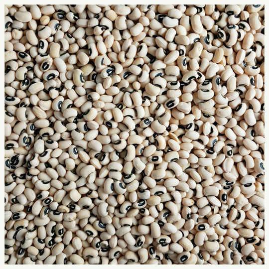 Refined Export Grade Black Eyed Peas Beans for Wholesale – Carefully Selected, Cleaned, and Packaged Cowpeas for Bulk Buyers, Food Service, Processing Industries, and Worldwide Distribution with Affordable Pricing and Reliable Logistics